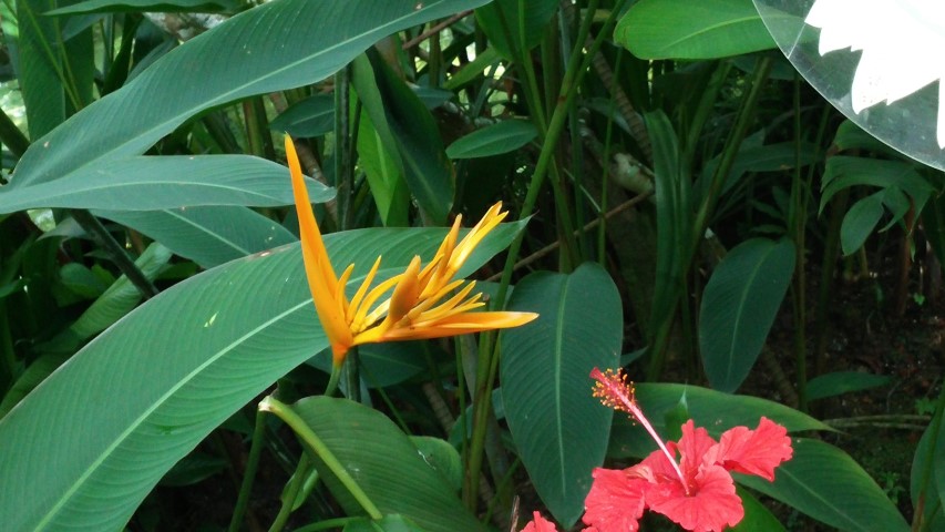 Heliconia psitticorum plantplacesimage20150105_130543.jpg