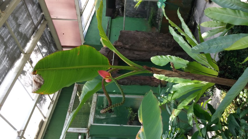 Musa ornata plantplacesimage20150105_130842.jpg
