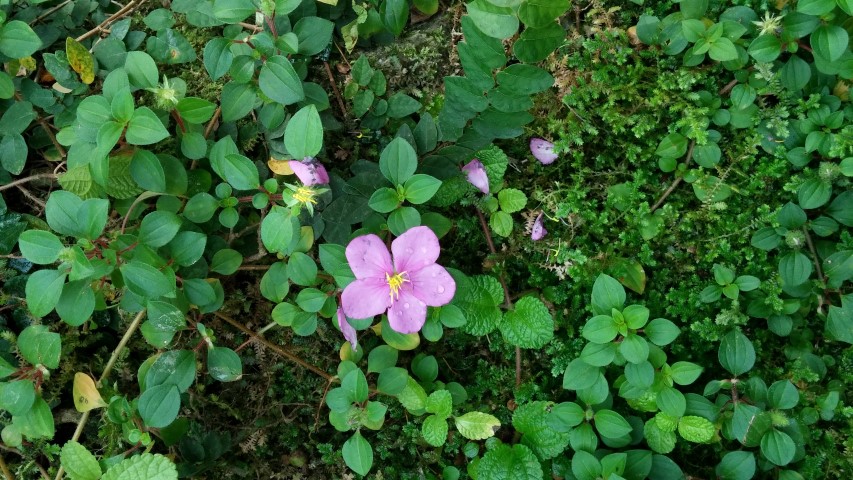 Dissotis rotundifolia plantplacesimage20150105_131159.jpg