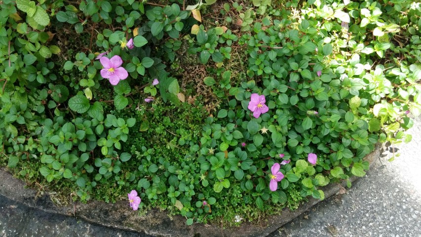 Dissotis rotundifolia plantplacesimage20150105_131232.jpg