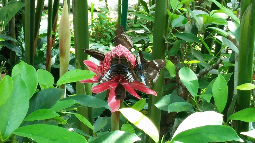 Etlingera elatior plantplacesimage20150105_131655.jpg