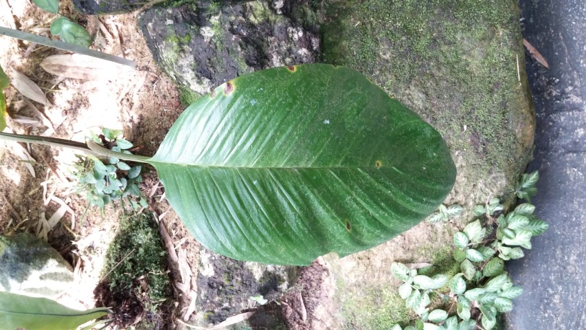 Tacca integrifolia plantplacesimage20150105_132040.jpg