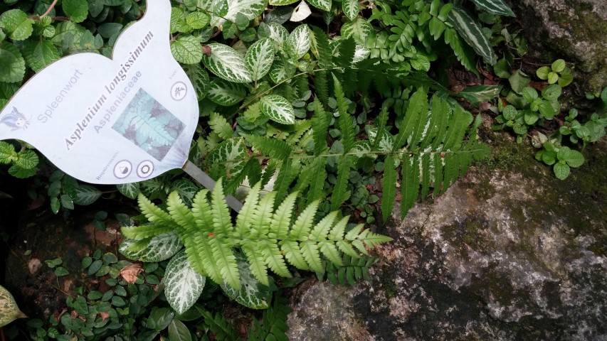 Asplenium longissimum plantplacesimage20150105_132325.jpg