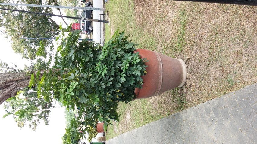 Schefflera arboricola plantplacesimage20150105_163527.jpg