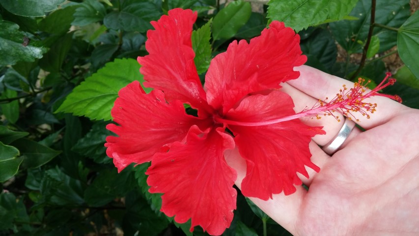 Hibiscus rosa-sinensis plantplacesimage20150105_164551.jpg