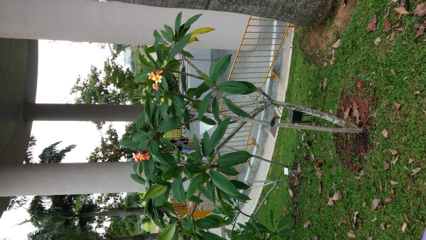 Lagerstroemia floribunda plantplacesimage20150108_132152.jpg