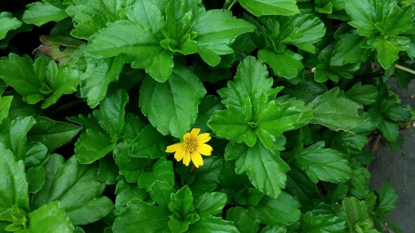 Sphagneticola trilobata plantplacesimage20150108_132320.jpg