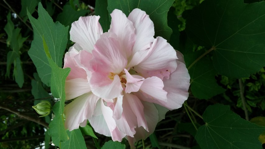 Hibiscus mutabilis plantplacesimage20150108_133127.jpg