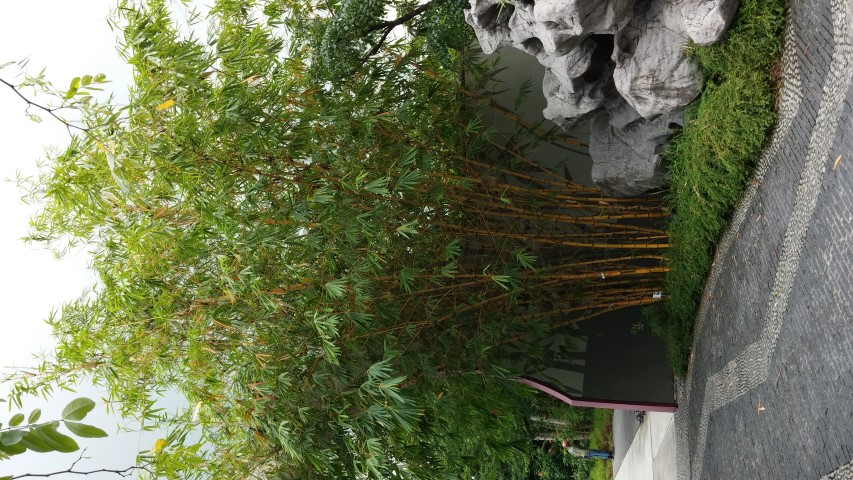 Bambusa vulgaris plantplacesimage20150108_134706.jpg