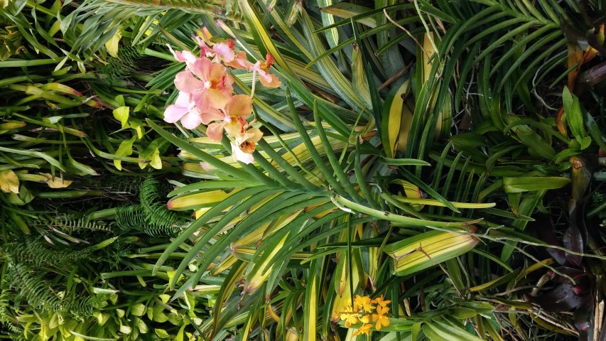 Aechmea spp plantplacesimage20150108_144811.jpg