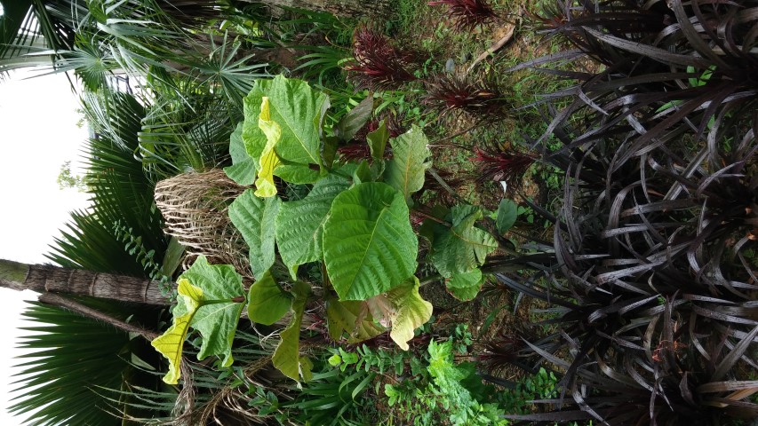 Coccoloba rugosa plantplacesimage20150108_150053.jpg