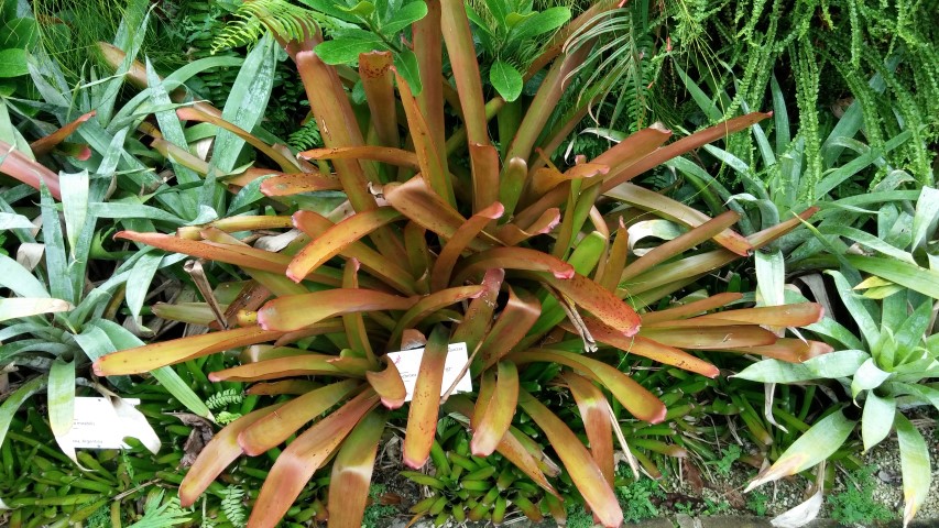 Aechmea blanchetiana plantplacesimage20150108_151045.jpg