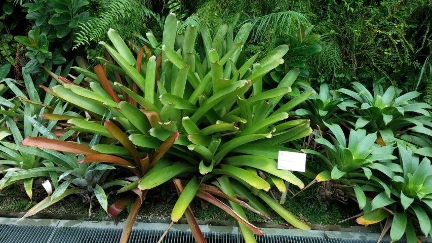 Aechmea fraudulosa plantplacesimage20150108_151123.jpg