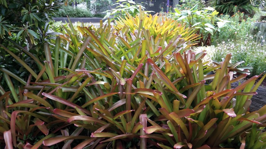 Aechmea blanchetiana plantplacesimage20150108_151808.jpg