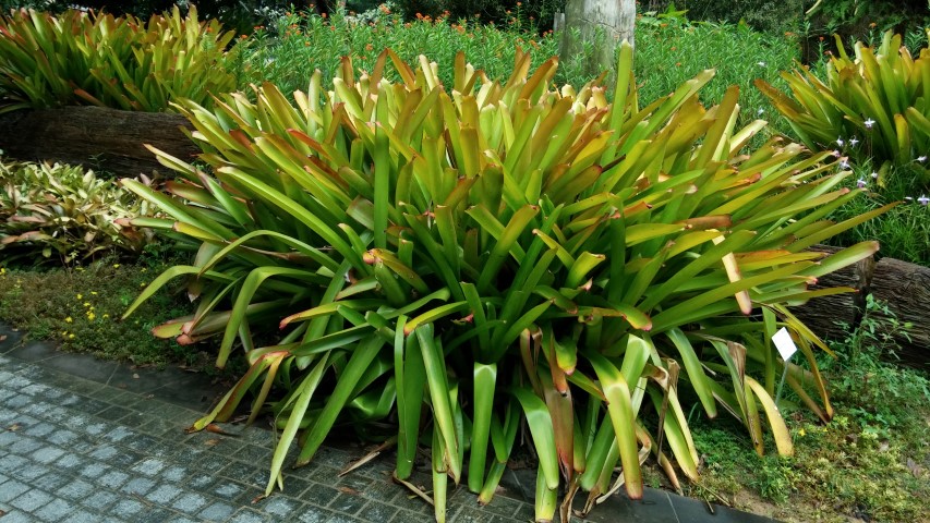 Aechmea fraudulosa plantplacesimage20150108_151929.jpg