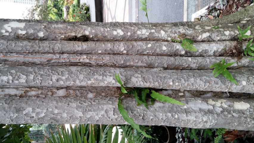 Lagerstroemia calyculata plantplacesimage20150108_152407.jpg