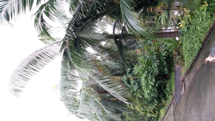 Dypsis leptocheilos plantplacesimage20150108_163207.jpg