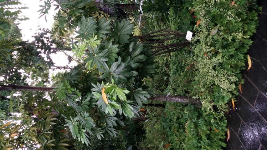 Schefflera elegantissima plantplacesimage20150108_163400.jpg