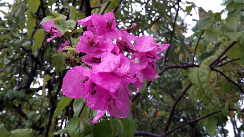 Bougainvillea spp plantplacesimage20150108_163710.jpg