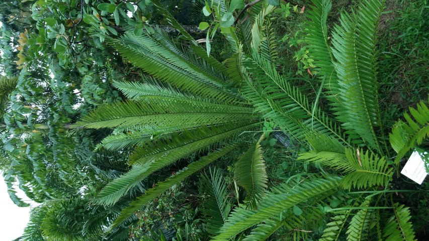 Encephalartos ituriensis plantplacesimage20150108_164909.jpg