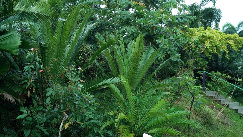 Encephalartos ituriensis plantplacesimage20150108_164919.jpg