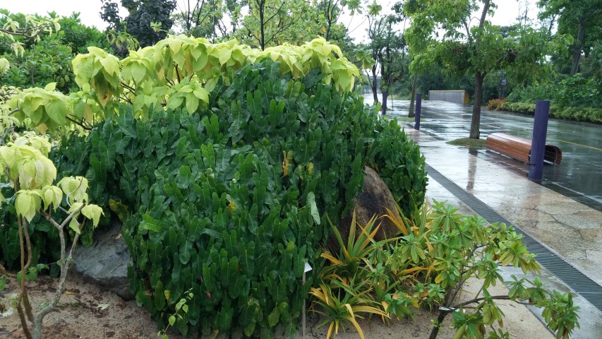 Philodendron Burle Marx plantplacesimage20150108_171933.jpg