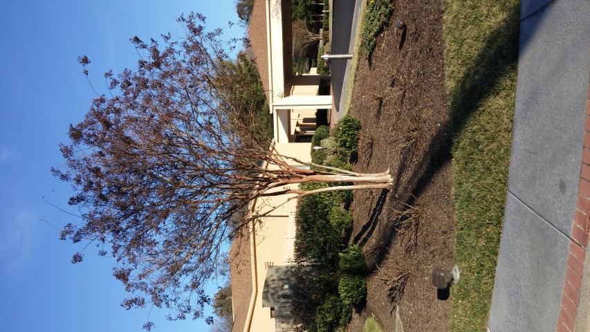 Lagerstroemia calyculata plantplacesimage20150130_154532.jpg