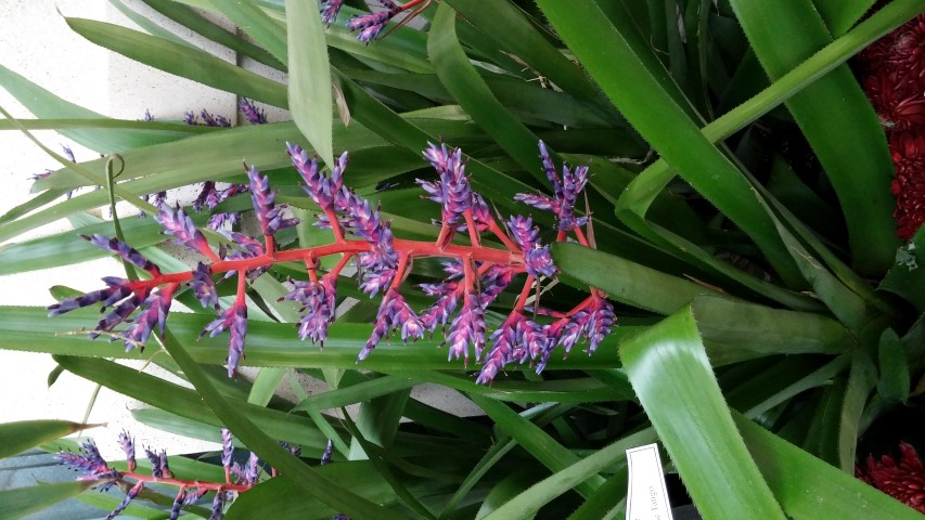 Aechnea plantplacesimage20150213_103444.jpg