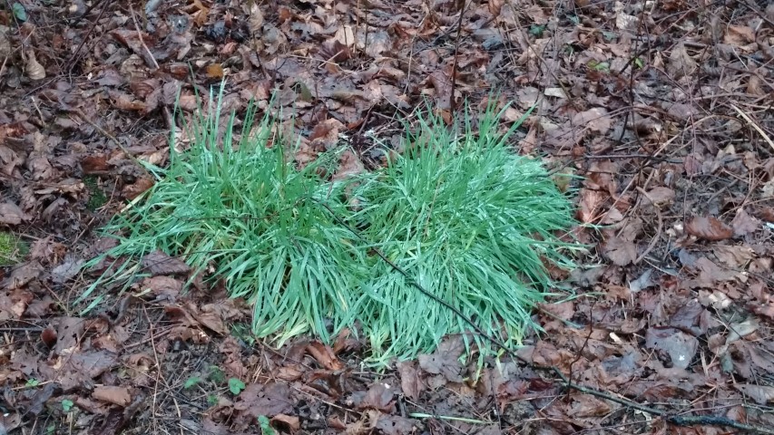 Brachypodium sylvaticum plantplacesimage20150221_051805.jpg