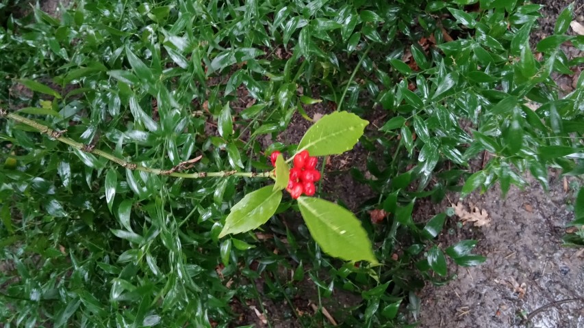 Aucuba japonica plantplacesimage20150222_102311.jpg