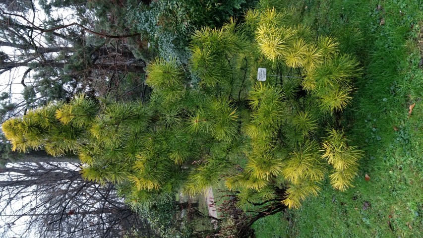 Sciadopitys verticillata plantplacesimage20150222_103655.jpg