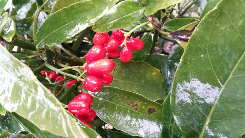 Acuba japonica plantplacesimage20150222_103904.jpg