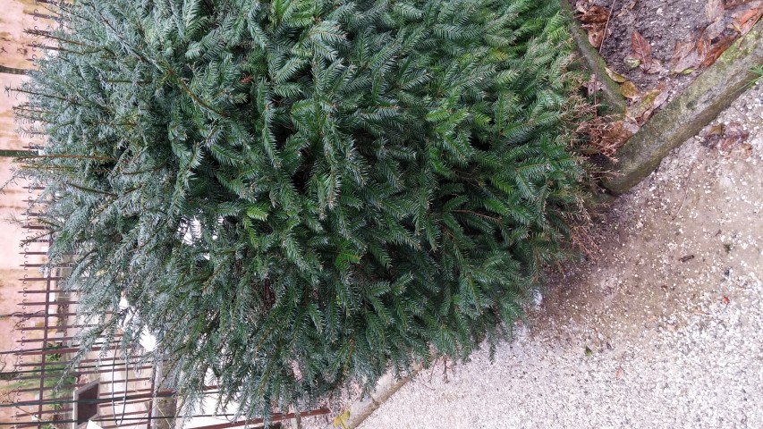 Taxus baccata plantplacesimage20150222_103958.jpg