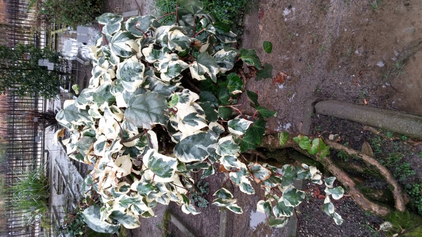 Hedera helix plantplacesimage20150222_104045.jpg