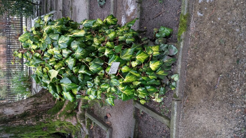 Hedera helix plantplacesimage20150222_104108.jpg