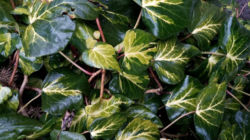 Hedera helix plantplacesimage20150222_104124.jpg