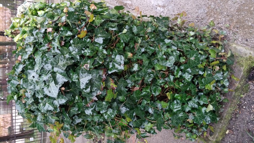 Hedera helix plantplacesimage20150222_104143.jpg