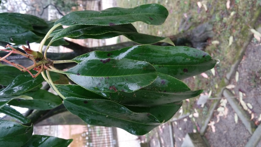 Photinia serrulata plantplacesimage20150222_104528.jpg