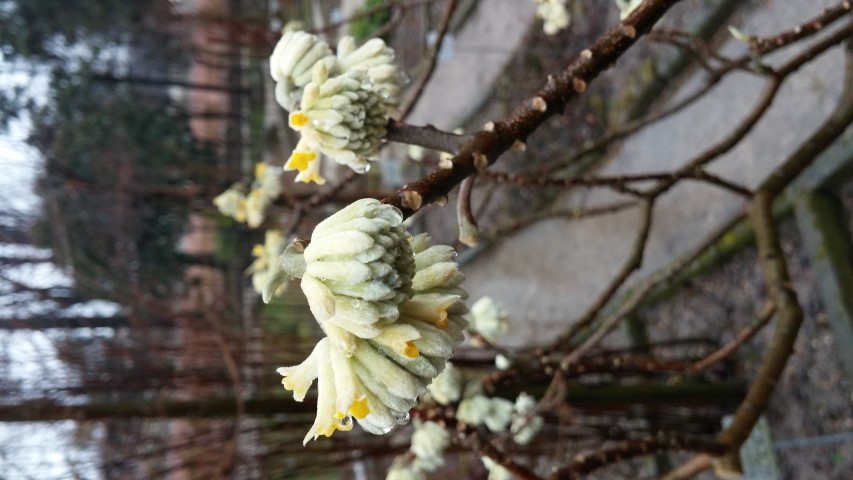 edgeworthia chrysanitha plantplacesimage20150222_104623.jpg