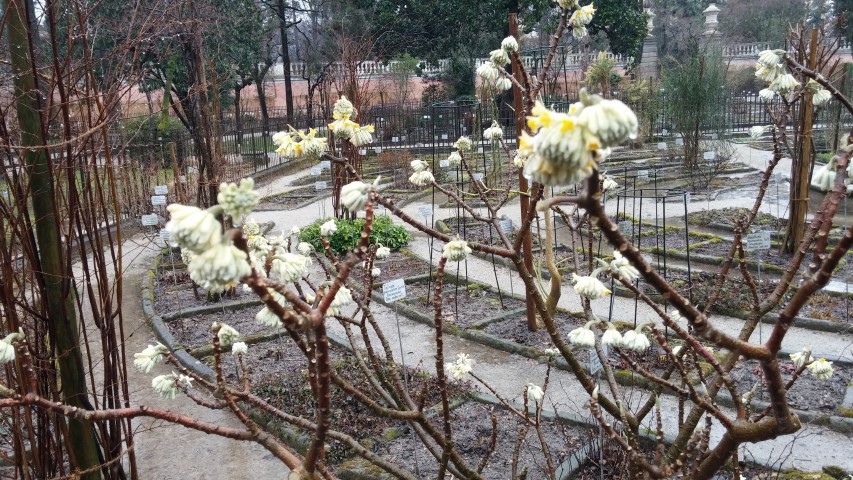 edgeworthia chrysanitha plantplacesimage20150222_104651.jpg