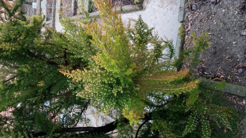 Erica arborea plantplacesimage20150222_104805.jpg