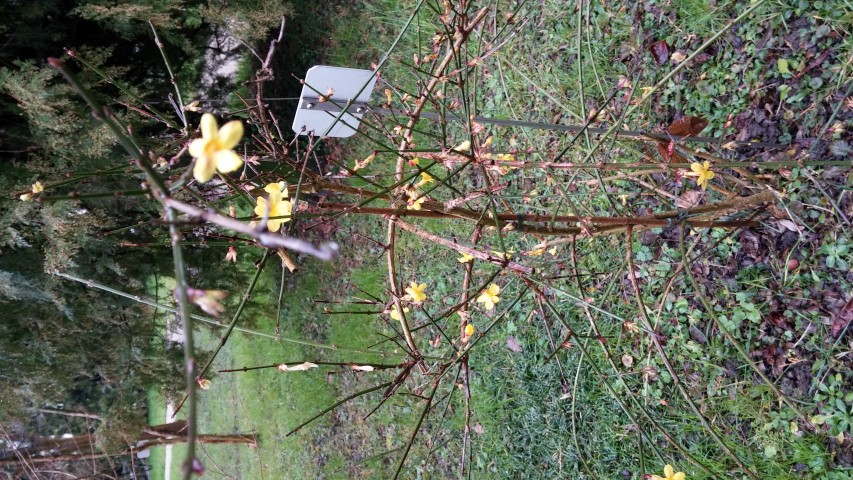 Jasminum nudiflorum plantplacesimage20150222_105855.jpg