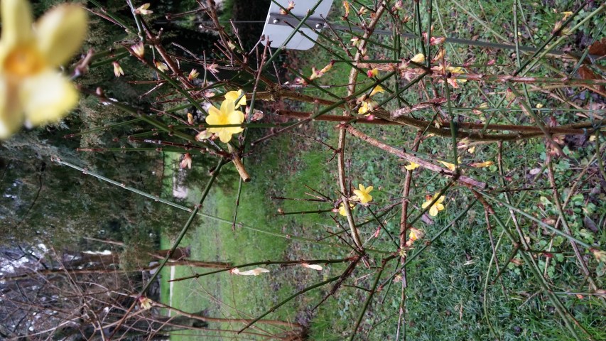 Jasminum nudiflorum plantplacesimage20150222_105915.jpg