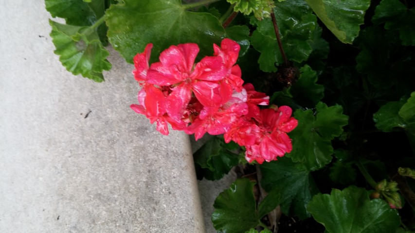 Pelargonium zonale plantplacesimage20150222_110353.jpg