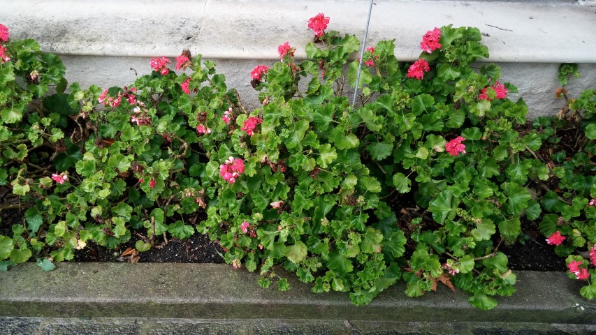 Pelargonium zonale plantplacesimage20150222_110408.jpg