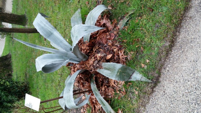 Agave americana plantplacesimage20150222_110445.jpg