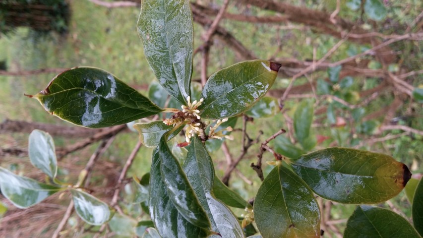 Osmanthus fragrans plantplacesimage20150222_110544.jpg