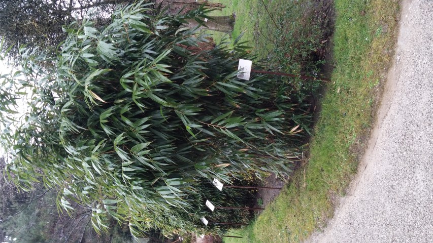 Abelia triflora plantplacesimage20150222_111018.jpg