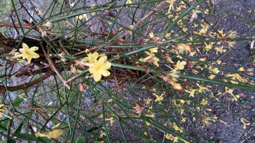 Jasminum nudiflorum plantplacesimage20150222_111053.jpg