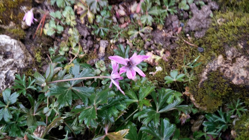 Anemone apennina plantplacesimage20150222_111141.jpg